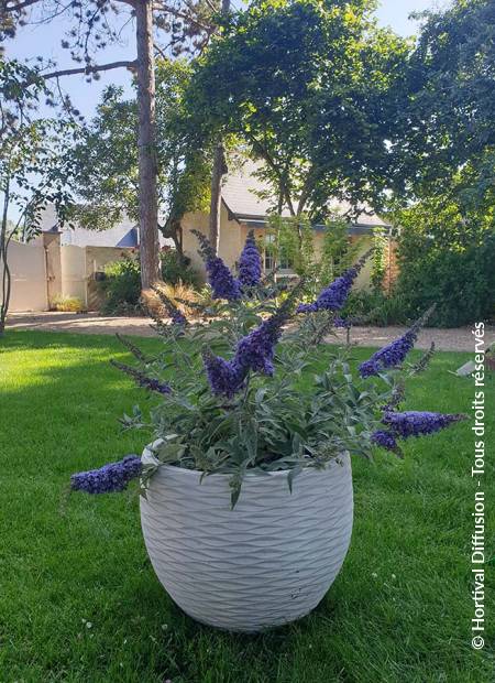 © Hortival Diffusion - Tous droits réservés