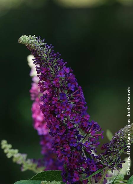 © Hortival Diffusion - Tous droits réservés