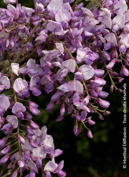 © Hortival Diffusion - Tous droits réservés