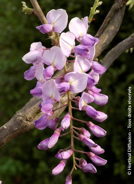 © Hortival Diffusion - Tous droits réservés