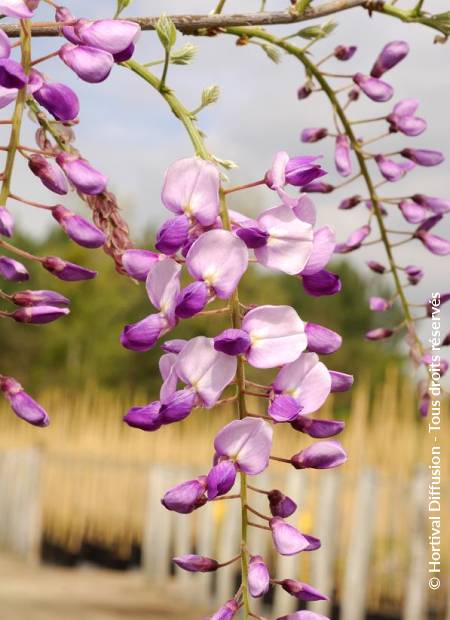 © Hortival Diffusion - Tous droits réservés