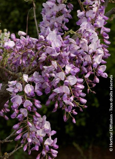 Buy Wisteria 'Caroline' Purple - Hardy plant