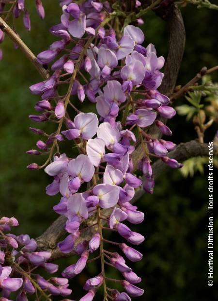 © Hortival Diffusion - Tous droits réservés