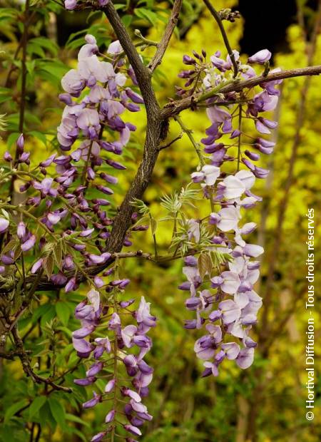 © Hortival Diffusion - Tous droits réservés