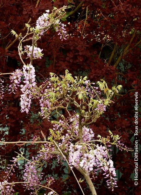 © Hortival Diffusion - Tous droits réservés