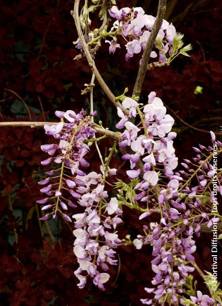 © Hortival Diffusion - Tous droits réservés