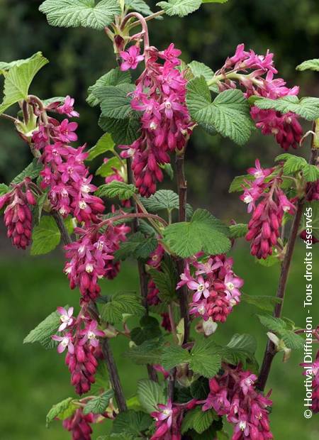 © Hortival Diffusion - Tous droits réservés