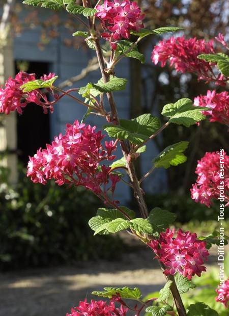 © Hortival Diffusion - Tous droits réservés