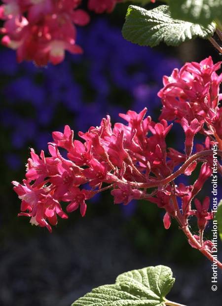 © Hortival Diffusion - Tous droits réservés