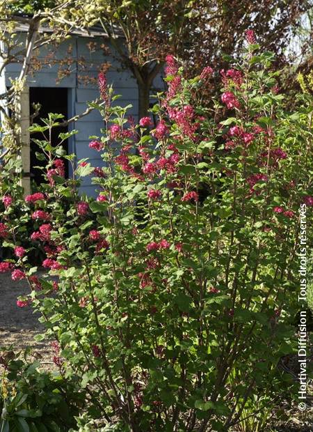 © Hortival Diffusion - Tous droits réservés