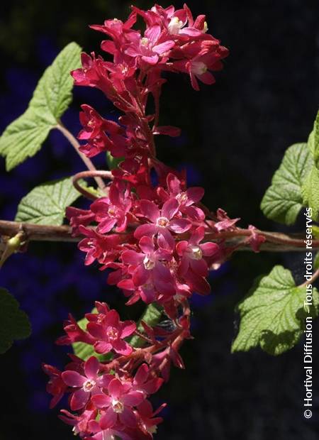 © Hortival Diffusion - Tous droits réservés