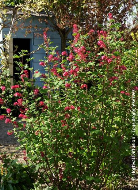 © Hortival Diffusion - Tous droits réservés