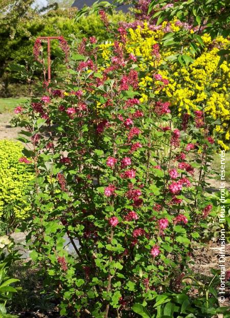 © Hortival Diffusion - Tous droits réservés