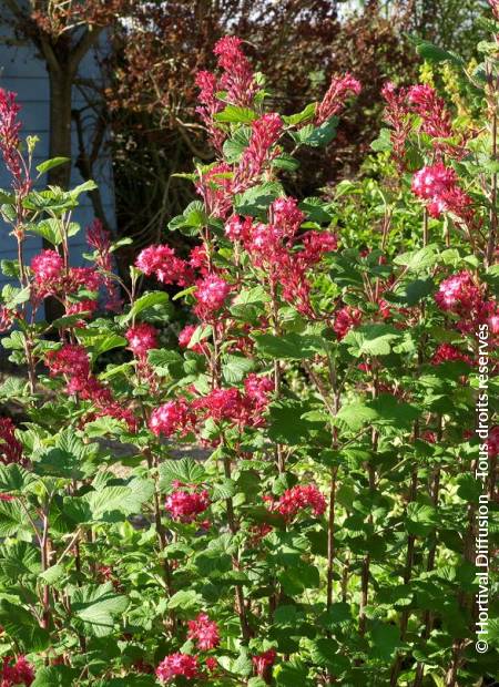 © Hortival Diffusion - Tous droits réservés