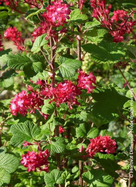 © Hortival Diffusion - Tous droits réservés