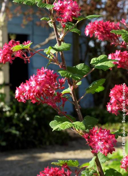 © Hortival Diffusion - Tous droits réservés