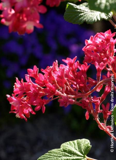 © Hortival Diffusion - Tous droits réservés