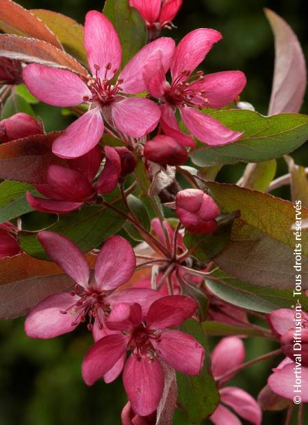 © Hortival Diffusion - Tous droits réservés