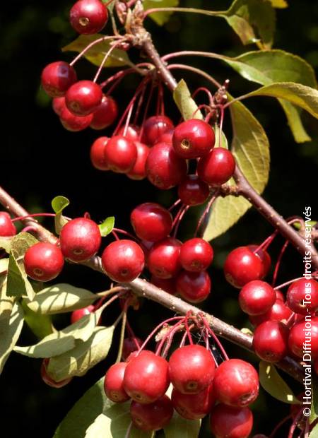 © Hortival Diffusion - Tous droits réservés