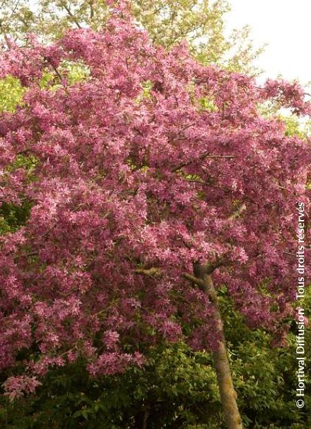 © Hortival Diffusion - Tous droits réservés