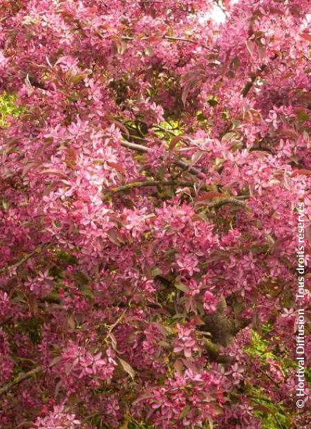 © Hortival Diffusion - Tous droits réservés