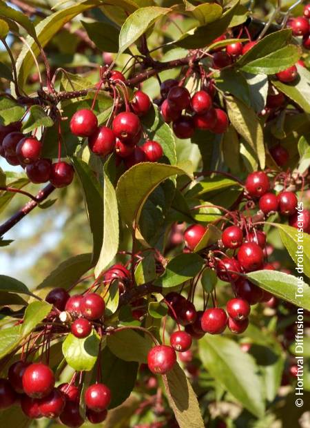 © Hortival Diffusion - Tous droits réservés