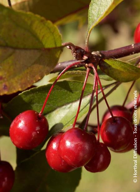 © Hortival Diffusion - Tous droits réservés