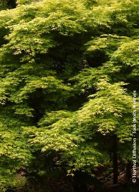 © Hortival Diffusion - Tous droits réservés