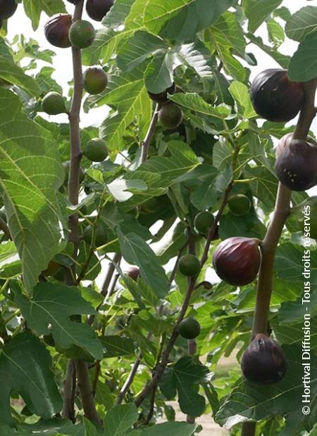 © Hortival Diffusion - Tous droits réservés