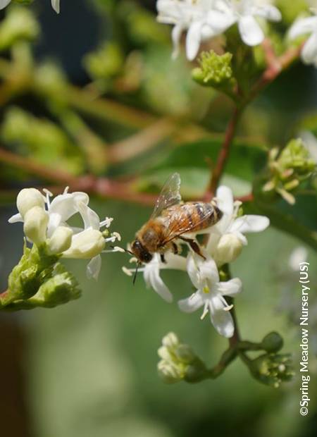 ©Spring Meadow Nursery (US)