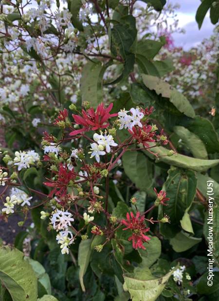 ©Spring Meadow Nursery (US)