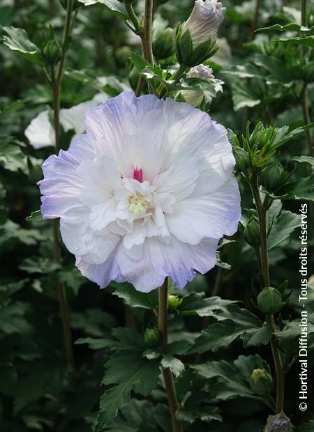 © Hortival Diffusion - Tous droits réservés