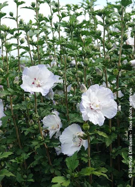 © Hortival Diffusion - Tous droits réservés