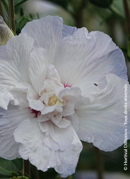 © Hortival Diffusion - Tous droits réservés