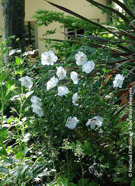 © Hortival Diffusion - Tous droits réservés