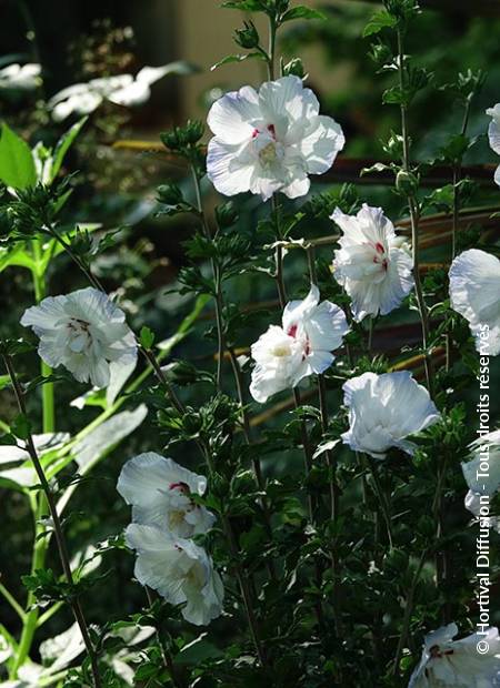 © Hortival Diffusion - Tous droits réservés