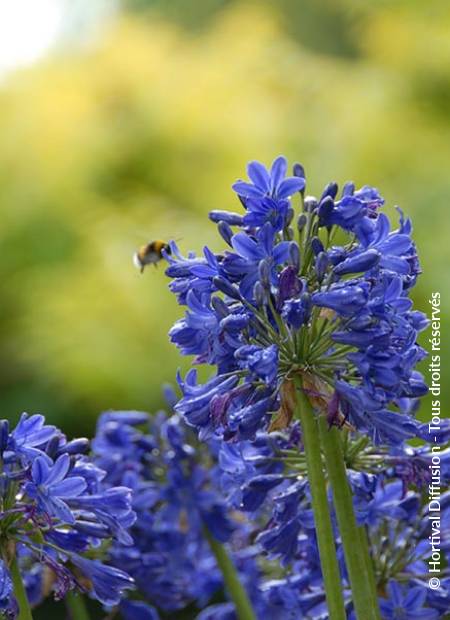 © Hortival Diffusion - Tous droits réservés