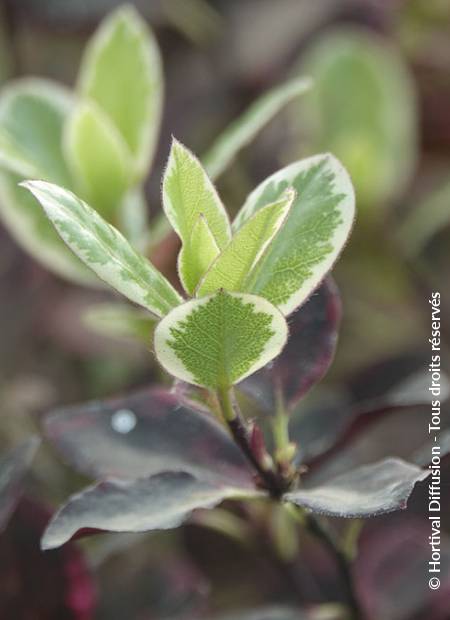 © Hortival Diffusion - Tous droits réservés