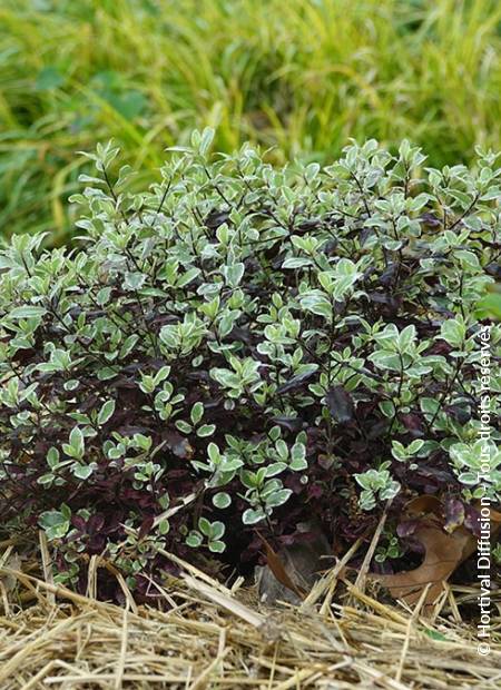 © Hortival Diffusion - Tous droits réservés