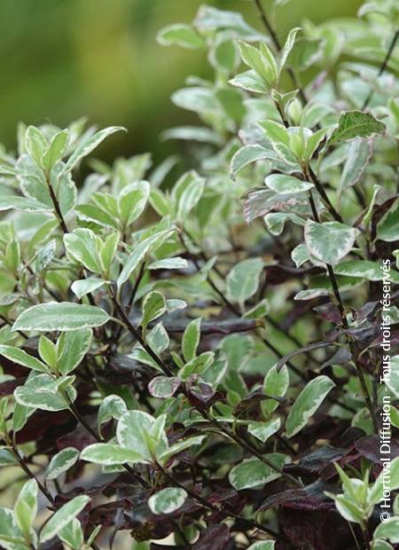 © Hortival Diffusion - Tous droits réservés