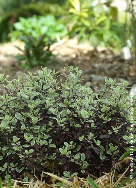 © Hortival Diffusion - Tous droits réservés