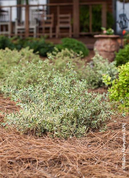 ©Bailey Nurseries (US)
