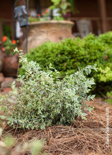 ©Bailey Nurseries (US)