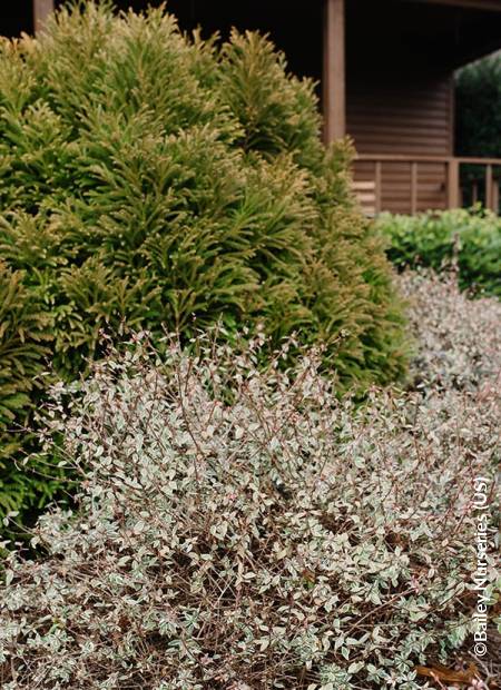 ©Bailey Nurseries (US)