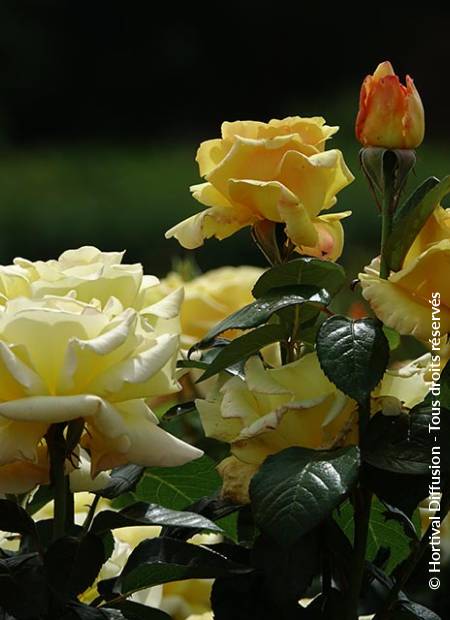 © Hortival Diffusion - Tous droits réservés