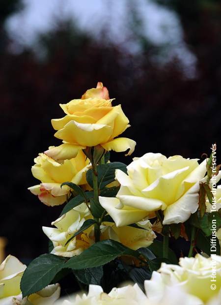 © Hortival Diffusion - Tous droits réservés