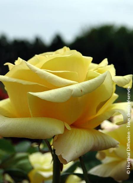 © Hortival Diffusion - Tous droits réservés