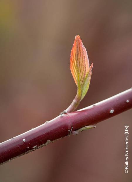 ©Bailey Nurseries (US)