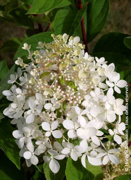 © Hortival Diffusion - Tous droits réservés