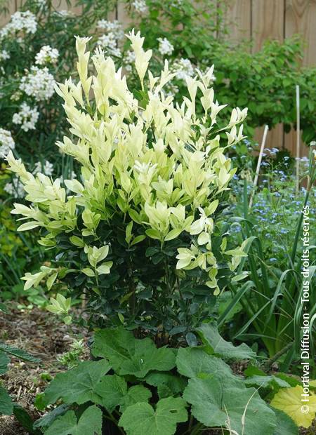 © Hortival Diffusion - Tous droits réservés